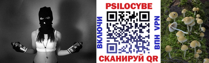 Псилоцибиновые грибы Psilocybe  Мосальск 
